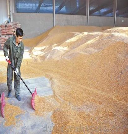 玉米主产区销售玉米、净粮玉米、饲料原材料、牛羊饲料、添加剂